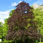 See-hotel Post Am Attersee 4* Weissenbach am Attersee