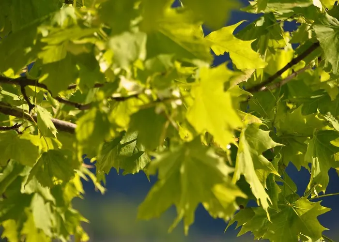 فندق See-hotel Post Am Attersee فايسينباخ ام أتيرسي